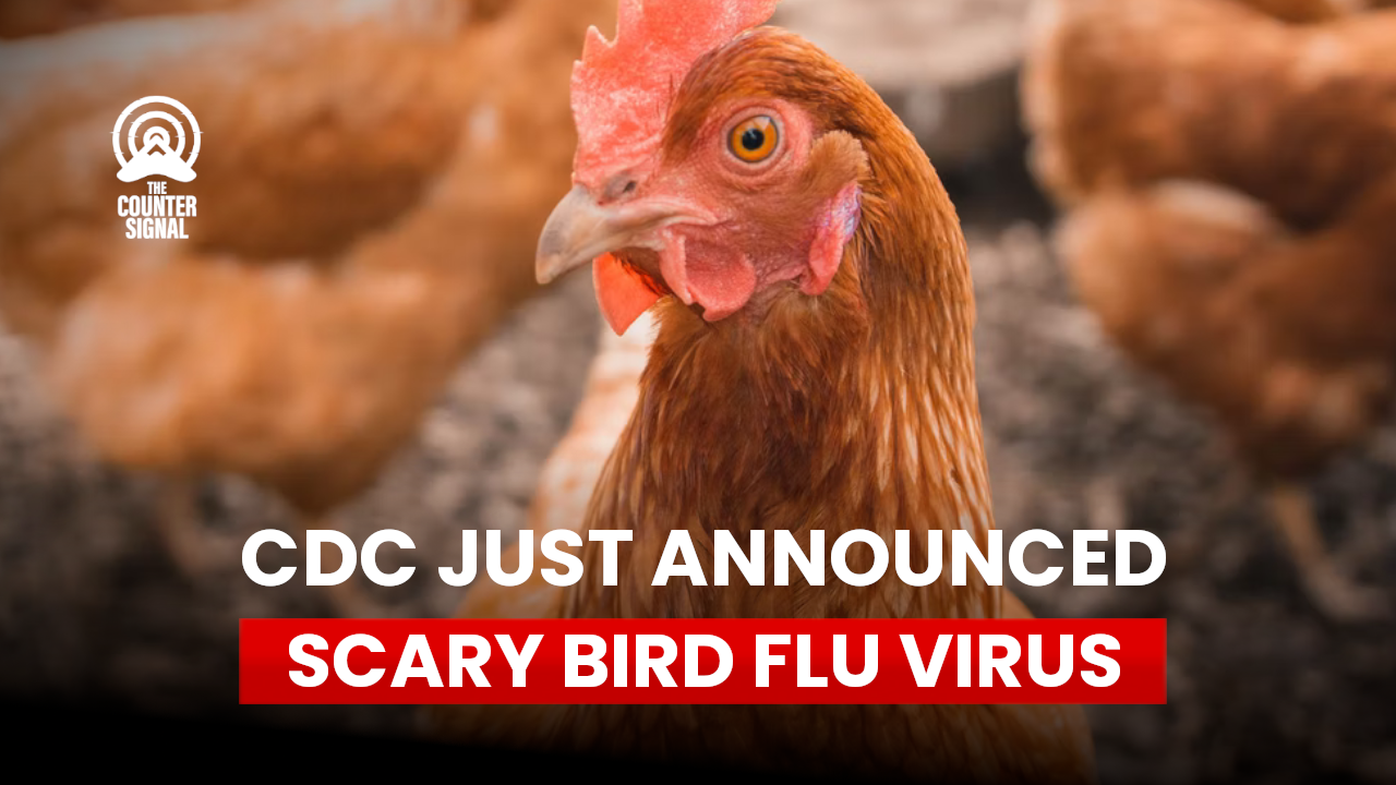 CDC Announces New Reason To Give Up Your Rights: H5N1 Bird Flu - The ...