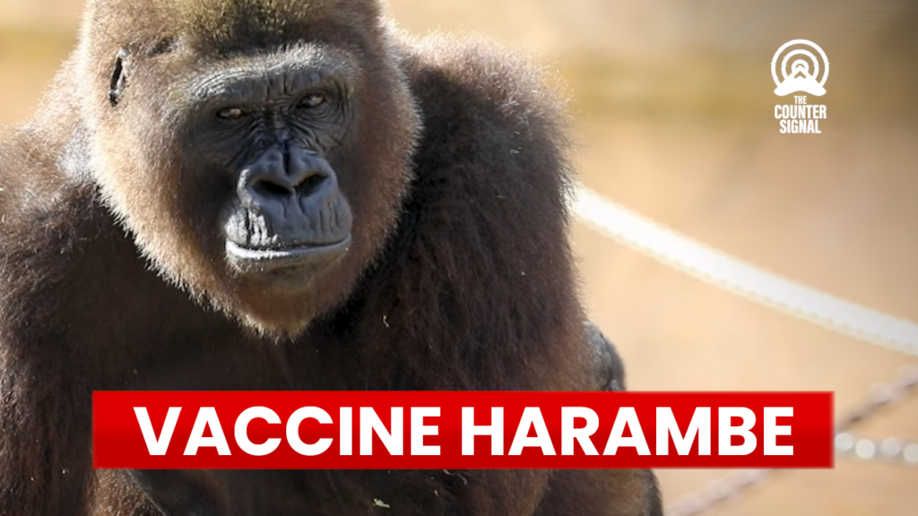 Fully vaccinated gorilla dies