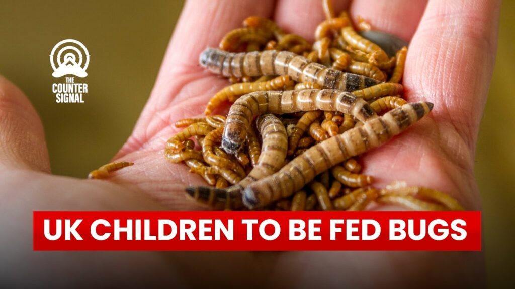UK children to be fed bugs