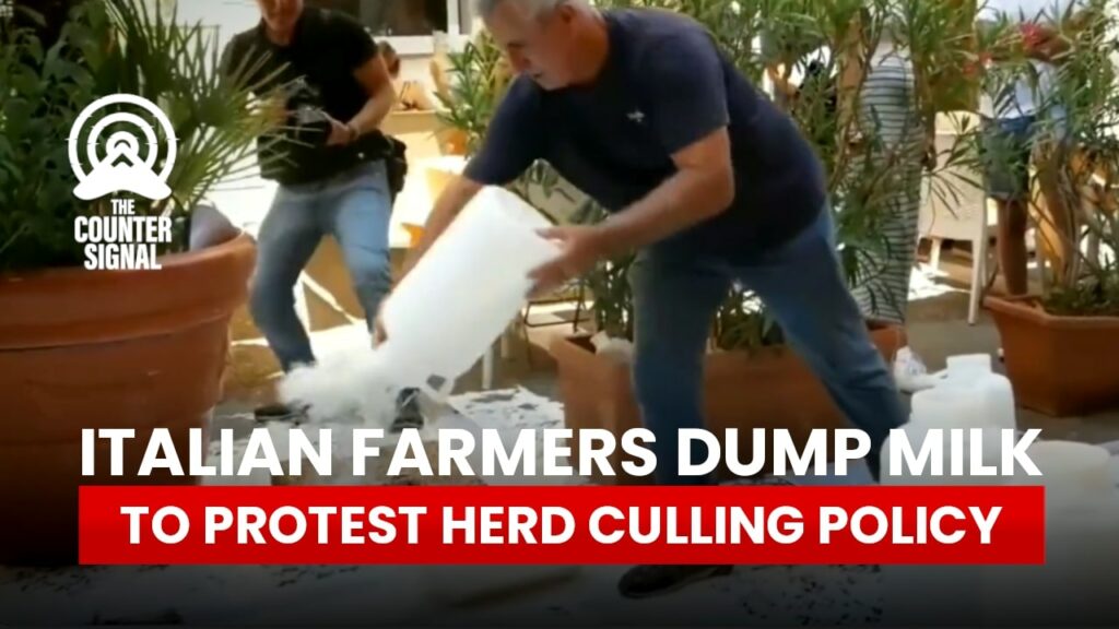 Italian farmers dump milk to protest herd culling policy