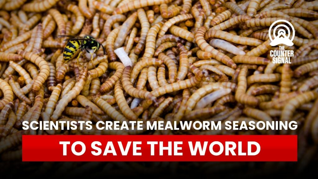 Scientists create mealworm seasoning to save the world