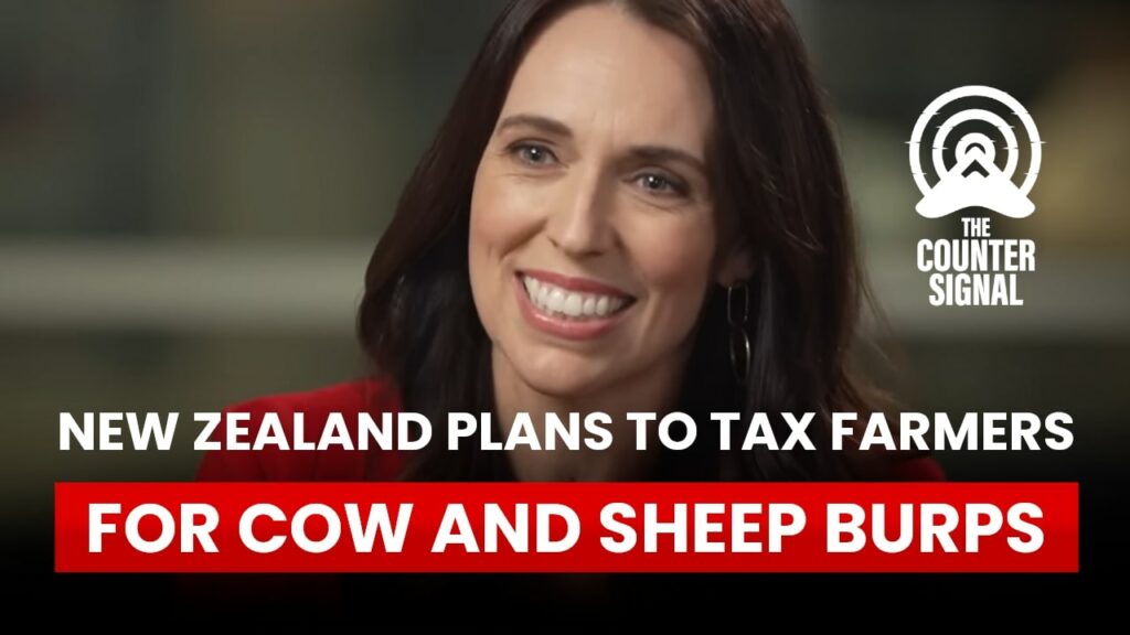 New Zealand plans to tax farmers for cow and sheep burps