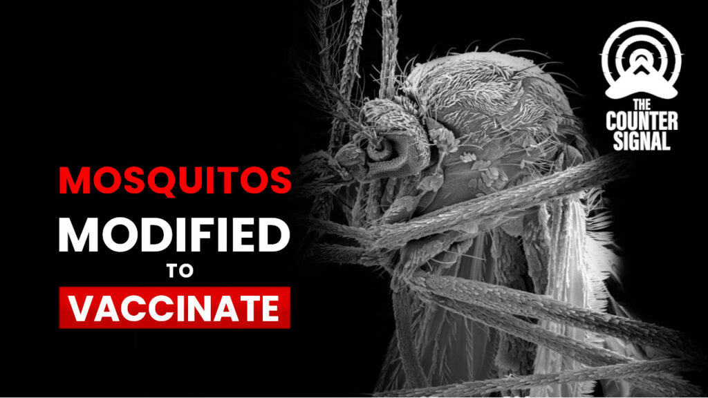 Studie zu Gentechnisch veränderte Stechmücken, die Menschen impfen