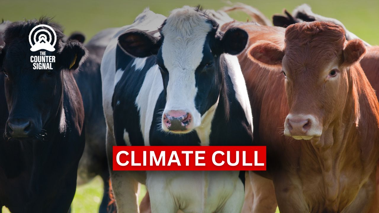 Irish government budgeted €600m to cull cows for climate